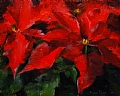 Poinsettia